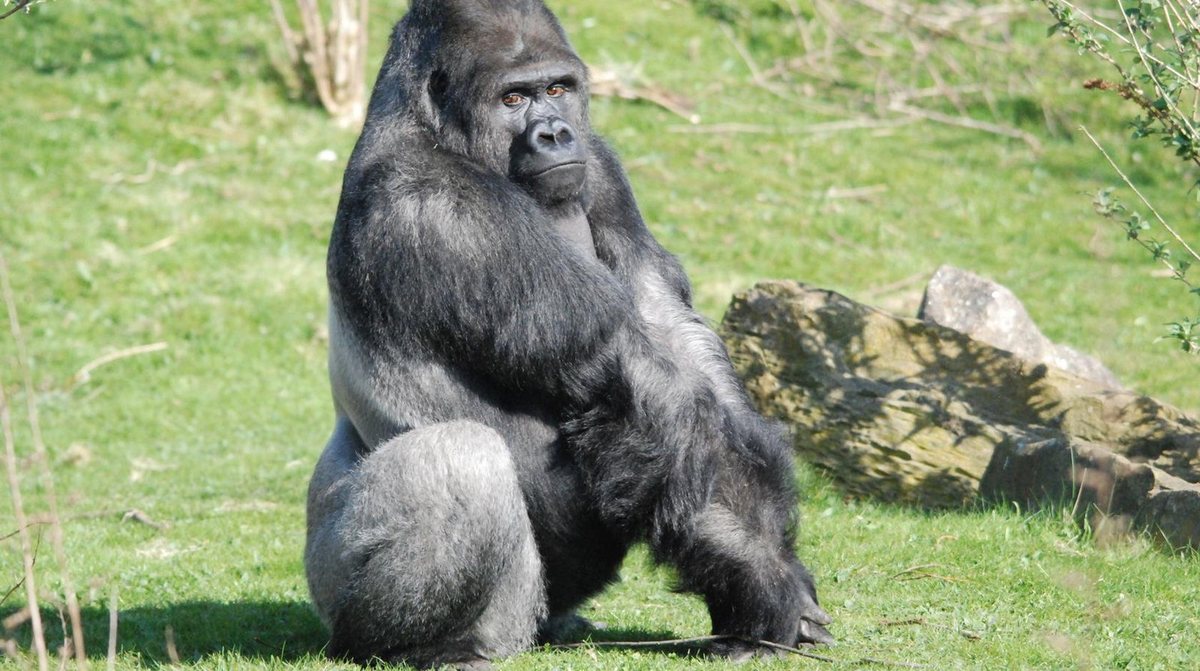 A gorilla on grass, the Blackpool Zoo picture from the original website