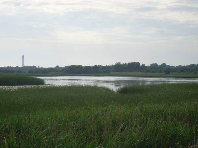 Marton Mere on the edge of Blackpool, with Blackpool Tower on the skyline
